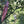 Load image into Gallery viewer, Disc Golf Retriever Pole